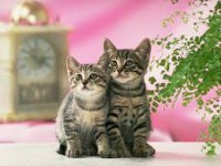 /album/fenykepgaleria/cirmok-jpg/